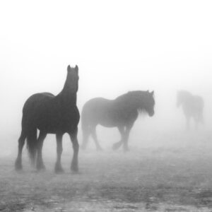 Fog Horse