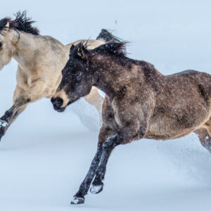 Snow Horse