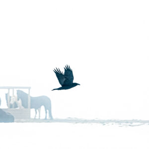 Raven & Horses