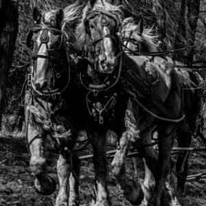 Plow Horse Pair