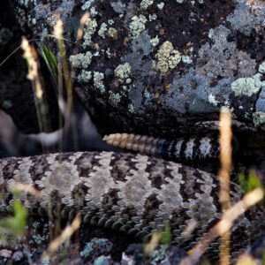 Snake in the Grass