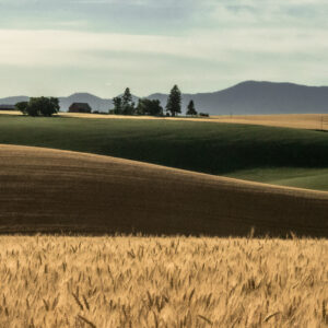 Palouse Fields