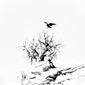 Raven Juniper
