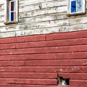 Barn Cat
