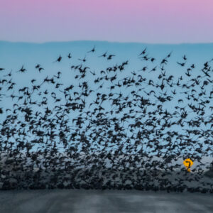 Flock Taking Left Turn