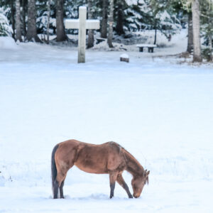 Cross Horse